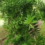 Podocarpus totara पत्ता