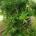 Podocarpus totara Leaf