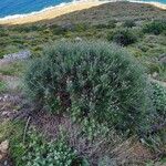 Ptilostemon chamaepeuce 形態