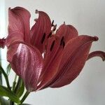 Lilium bulbiferum Çiçek