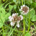 Trifolium repens Λουλούδι