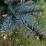 Picea engelmannii Лист