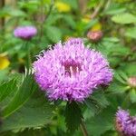 Centratherum punctatum Flower