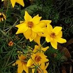 Bidens ferulifolia Blüte