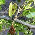 Dalbergia melanoxylon Плод