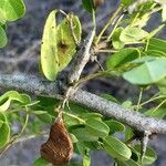 Dalbergia melanoxylon Ffrwyth