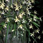 Encyclia tampensis Hábito