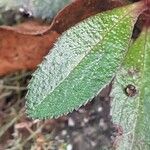 Arctous alpina Hoja