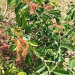 Combretum coccineum Natur