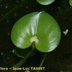 Heteranthera reniformis Leaf