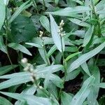 Persicaria minor অভ্যাস