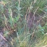 Festuca valesiaca Flower