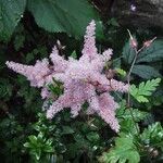 Astilbe japonica ᱵᱟᱦᱟ