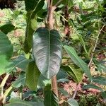 Ficus rubra List