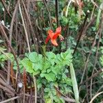 Tecoma capensis Floare