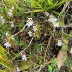 Euphrasia alpinaFlower