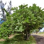 Coccoloba uvifera Pokrój