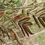 Hemionitis dura Leaf