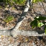 Ilex cassine Corteza