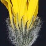 Hieracium tomentellum Flower