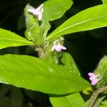 Justicia refractifolia Blüte