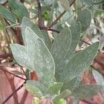 Simmondsia chinensis Φύλλο