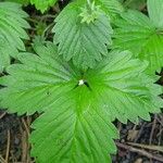 Fragaria virginiana Leaf