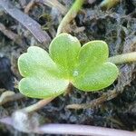 Ranunculus fluitans Leaf