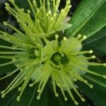 Xanthostemon pubescens Fleur