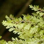 Hymenophyllum tunbrigense Leaf