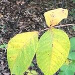 Rhus aromatica Leaf