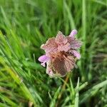 Lamium hybridumFlower