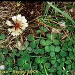 Trifolium occidentale ശീലം