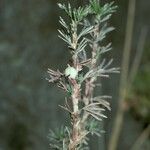 Margyricarpus pinnatus