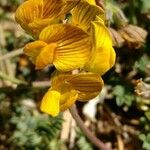 Hippocrepis prostrata Fiore