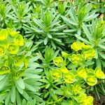 Euphorbia segetalis Flor