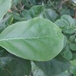 Juanulloa mexicana Hoja
