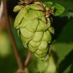 Humulus lupulus Frugt