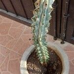 Stenocereus beneckei Hostoa