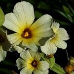 Sisyrinchium striatum Fleur