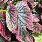 Begonia brevirimosa Leaf