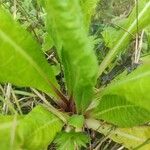 Primula japonica Corteza