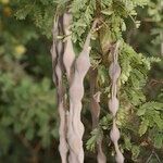 Acacia gummifera Corteza