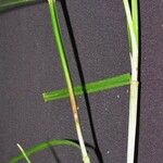 Scleria secans Други