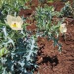 Argemone ochroleuca Habit