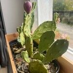 Opuntia stricta 果實