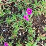 Portulaca pilosa Fuelha
