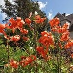 Lilium lancifolium Flower