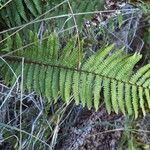 Dryopteris wallichiana ഇല