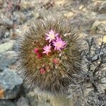 Eriosyce subgibbosa Flower